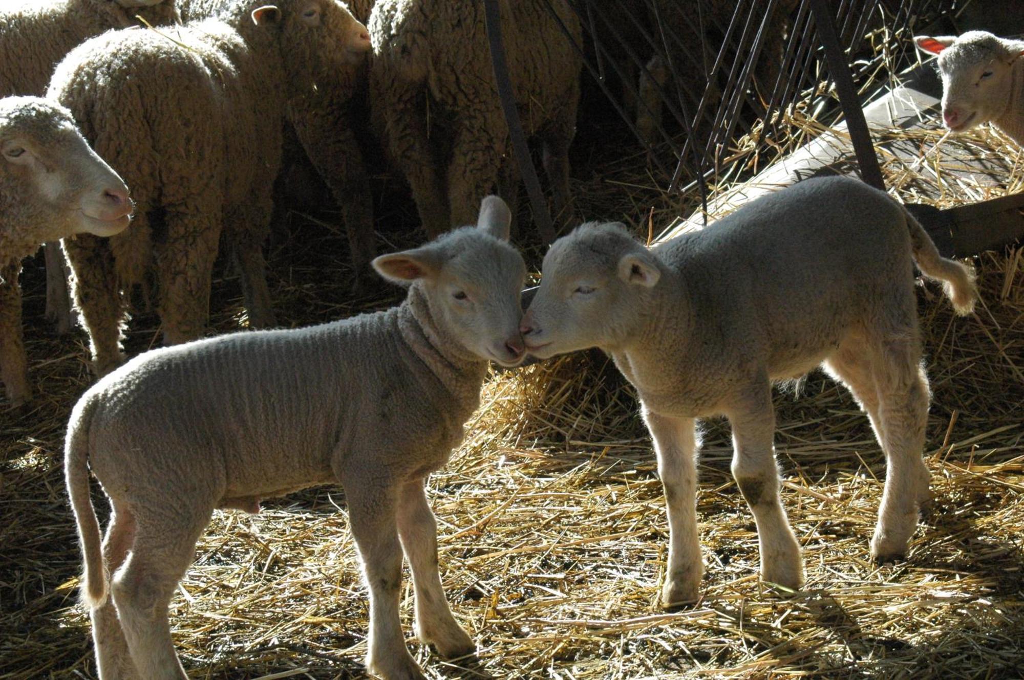Quinta Do Vaqueirinho - Agro-Turismo Villa Marvão Екстериор снимка